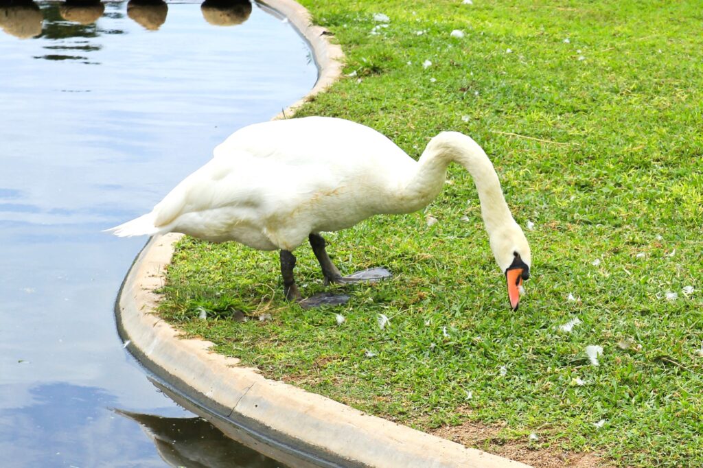 A swan pecking on the grass