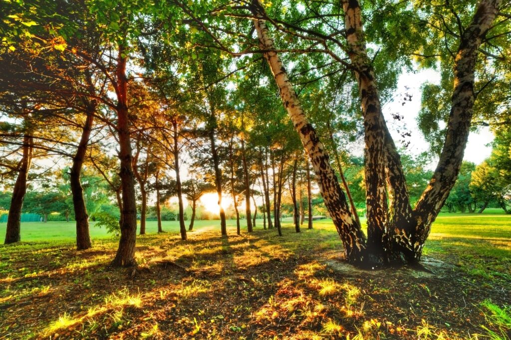 Autumn afternoon in a park